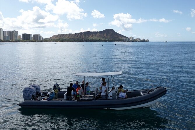 Turtle Canyon Snorkel: Semi Private Boat Tour - Other marine life beyond turtles (and what affects your chances)