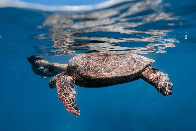 Turtle Canyon Snorkel: Semi Private Boat Tour - Meeting point and timing around Honolulu
