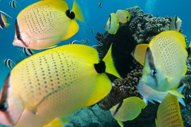 Turtle Canyon Waikiki Snorkel Adventure - Turtle Canyon snorkel: what you’re paying for on Oahu