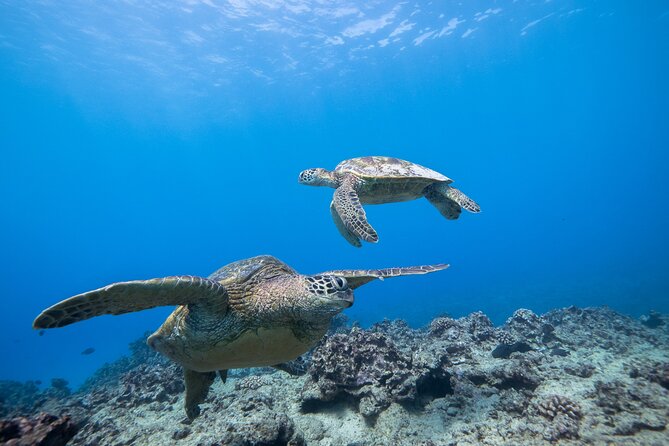 Turtle Canyon Waikiki Snorkel Adventure - The snorkel rhythm: Turtle Canyon, surface time, then another reef stop