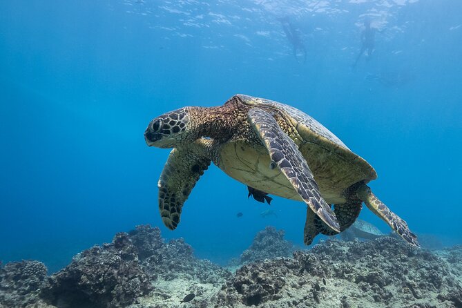 Turtle Canyon Waikiki Snorkel Adventure - Marine life odds: turtles, dolphins, sharks, and those wow moments