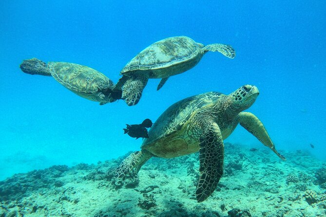 Turtle Canyon Waikiki Snorkel Adventure - Price and value: is $141.10 worth it from Waikiki?