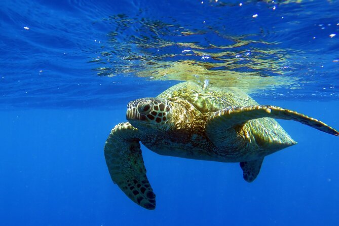 Turtle Canyon Waikiki Snorkel Adventure - Starting at Ala Moana: where you meet and how to plan your morning