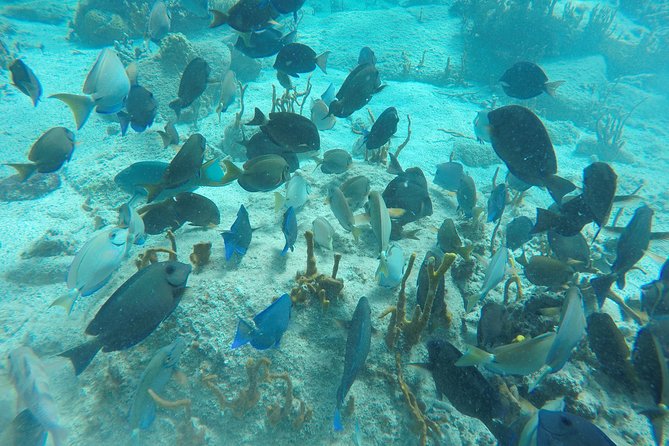 Turtle Cove Catamaran Snorkel and Sail at Little Buck Island STT - Snacks, open bar, and the post-snorkel return sail