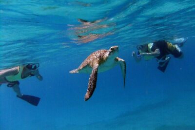 Turtle Cove Catamaran Snorkel and Sail at Little Buck Island STT - How the crew runs your in-water time (and why it feels easy)