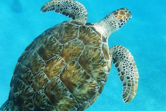 Turtle Cove Catamaran Snorkel and Sail at Little Buck Island STT - Value for $119: what’s included, and what you’re really paying for