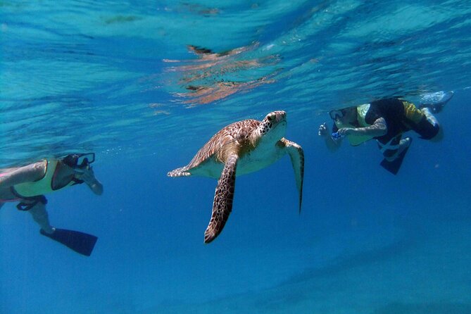 Turtle Cove Catamaran Snorkel and Sail at Little Buck Island STT - How the crew runs your in-water time (and why it feels easy)