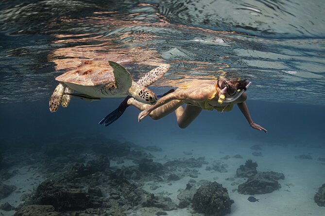 Turtle Snorkeling Aruba: Private Tour with Video - Sea turtles plus the GoPro12 footage you don’t have to film yourself