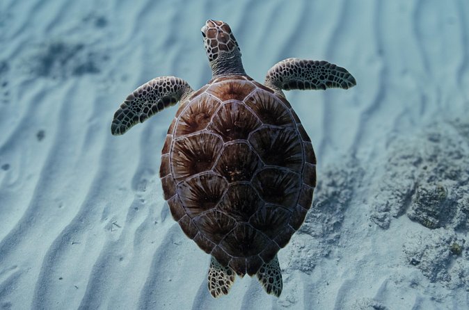 Turtle Snorkeling Aruba: Private Tour with Video - Guide-led turtle spotting around Aruba’s reefs
