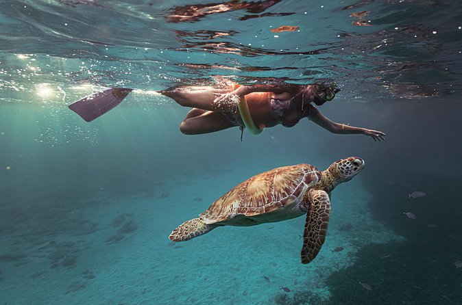 Turtle Snorkeling Aruba: Private Tour with Video - Your edited GoPro12 video: relive it fast, not just blurry snaps