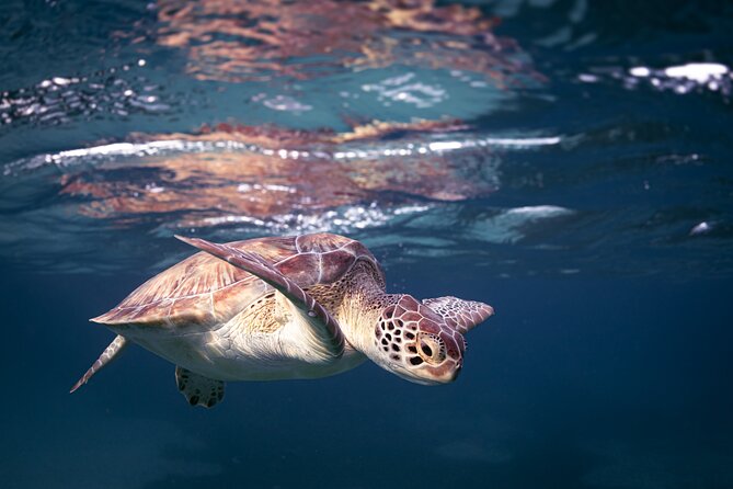 Turtle Snorkeling Aruba: Private Tour with Video - Price check: why $135 can be fair (and when it might not)