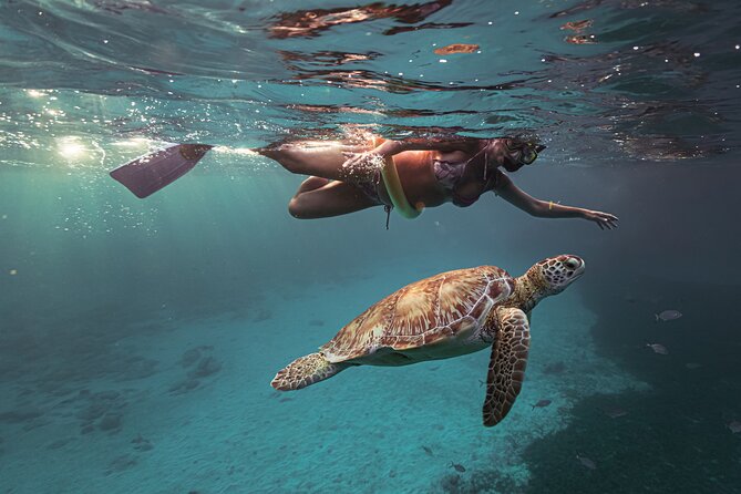 Turtle Snorkeling Aruba: Private Tour with Video - Who this private tour suits best