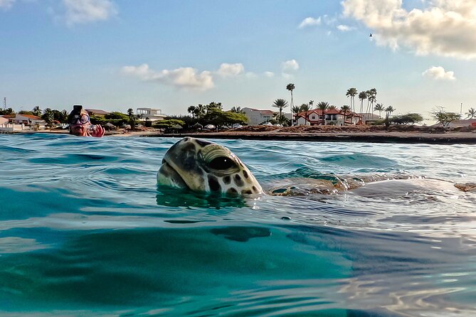 Turtle Snorkeling Tour in Tres Trapi, Aruba - Key Highlights Worth Booking For