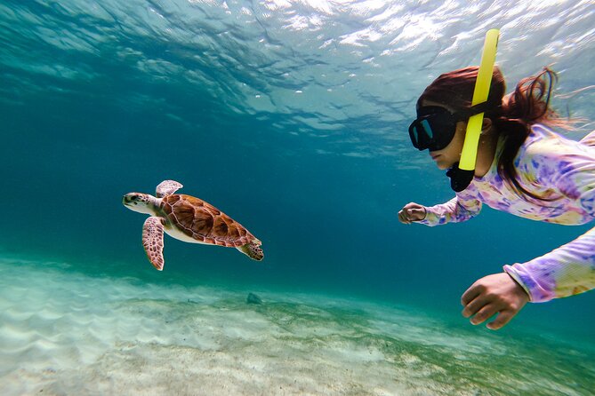 Turtle Snorkeling Tour in Tres Trapi, Aruba - What 2 Hours Looks Like in Real Life