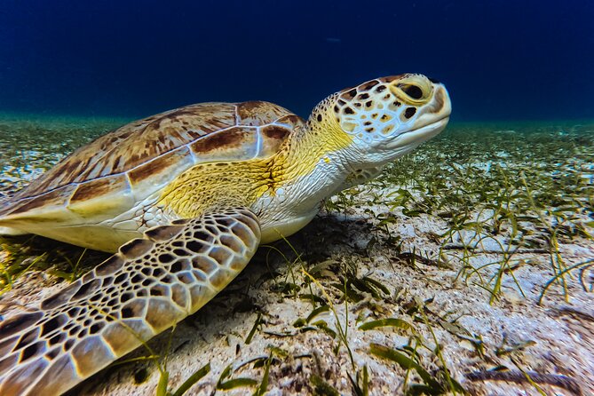 Turtle Snorkeling Tour in Tres Trapi, Aruba - Guides Who Stay Close (and Keep It Fun)