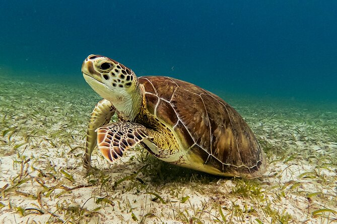 Turtle Snorkeling Tour in Tres Trapi, Aruba - The Turtle-Snorkeling Routine: How to Make It Work for You