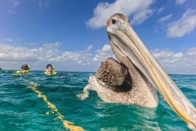 Turtle Snorkeling Tour in Tres Trapi, Aruba - Timing, Water Conditions, and Your Best Shot at More Turtles