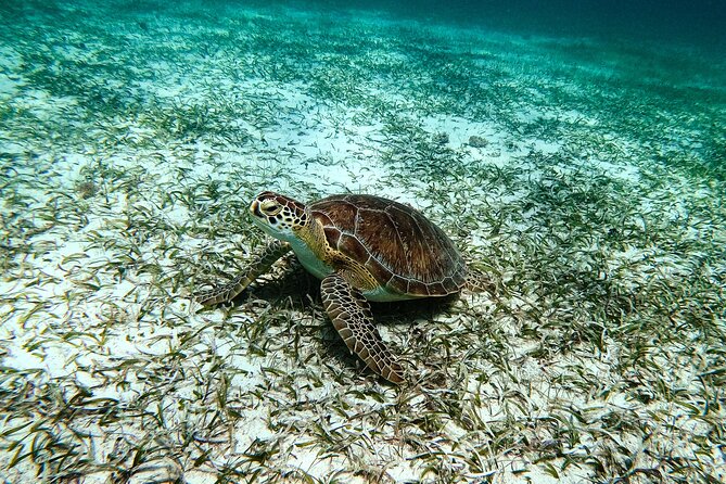 Turtle Snorkeling Tour in Tres Trapi, Aruba - Where This Tour Fits on Your Aruba Itinerary