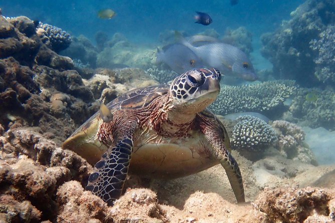 Turtle Tour - Ningaloo Reef Half Day Sea Kayak and Snorkel Tour - From Exmouth Pickup to the Bundegi Launch Point: The First 30 Minutes
