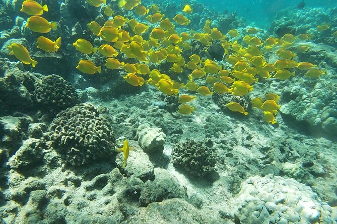 Two Reef Snorkel Trip-See Captain Cook Monument & Sea Caves - Key Points You’ll Actually Care About