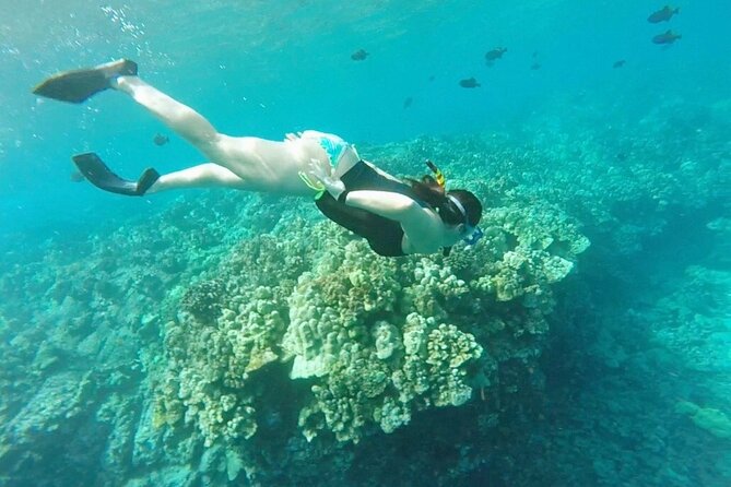 Two Reef Snorkel Trip-See Captain Cook Monument & Sea Caves - Gear, Snacks, and the Little Comfort Choices That Matter