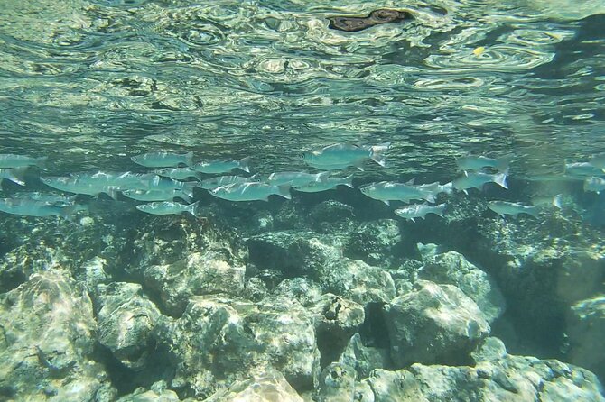 Two Reef Snorkel Trip-See Captain Cook Monument & Sea Caves - Price and Value: What $119 Really Buys You