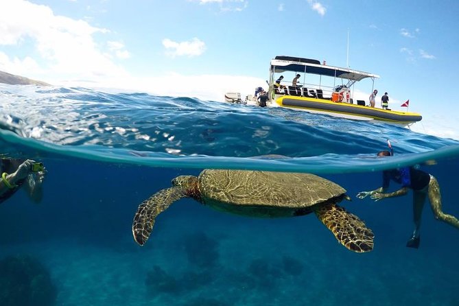 Ultimate 4 Hour Lanai Snorkel and Dolphin Encounter - Key highlights at a glance