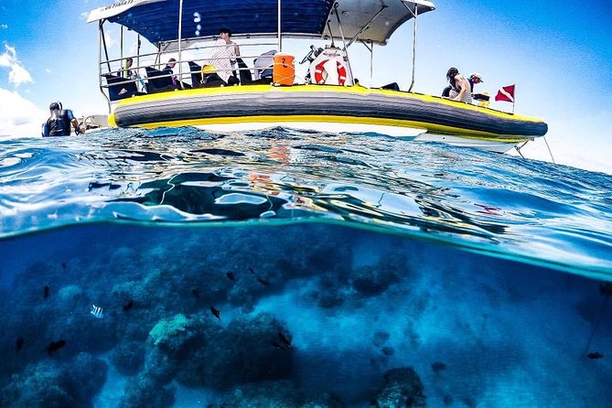 Ultimate 4 Hour Lanai Snorkel and Dolphin Encounter - The second reef stop near Maui: a different feel, more wildlife options