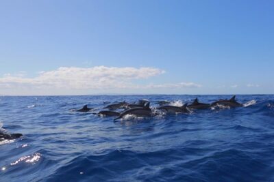 Ultimate 4 Hour Lanai Snorkel and Dolphin Encounter - Meeting in Lahaina and getting ready fast with provided gear