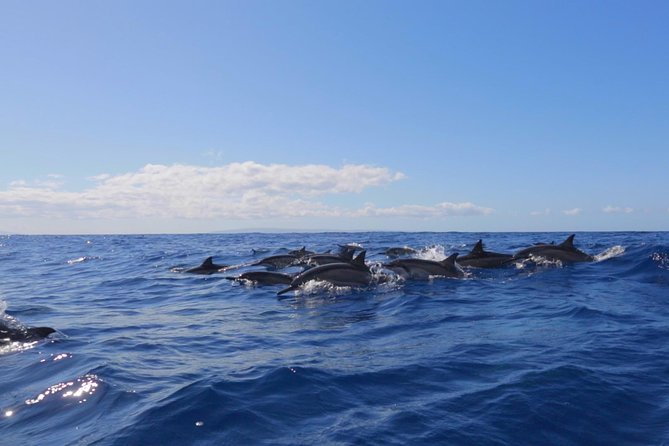 Ultimate 4 Hour Lanai Snorkel and Dolphin Encounter - Meeting in Lahaina and getting ready fast with provided gear