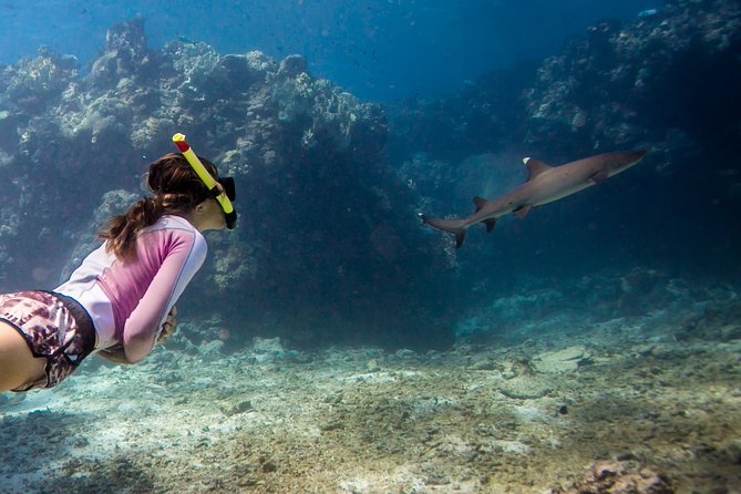 Ultimate Encounter Snorkel with Sharks in Fiji - Quick hits before you go