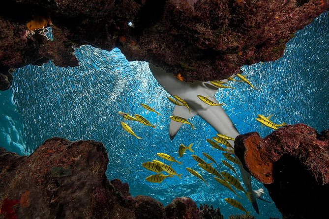 Ultimate Encounter Snorkel with Sharks in Fiji - Denarau to Kuata: The boat ride sets expectations
