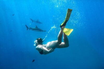 Ultimate Encounter Snorkel with Sharks in Fiji - The shark snorkeling: shallow water, real safety focus