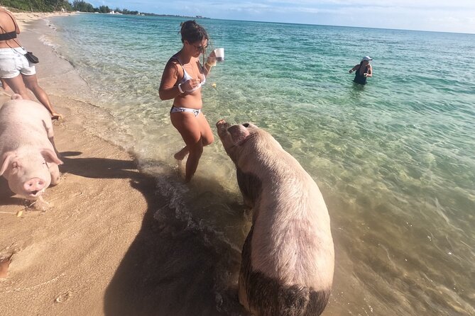 Ultimate SeaXscape Pigs/Turtles/Snorkel/Lunch/Drinks/PU/DO - Key things about Ultimate SeaXscape (that matter on the water)