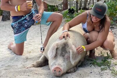 Ultimate SeaXscape Pigs/Turtles/Snorkel/Lunch/Drinks/PU/DO - Nassau harbor and the island-hopping rhythm you’ll feel