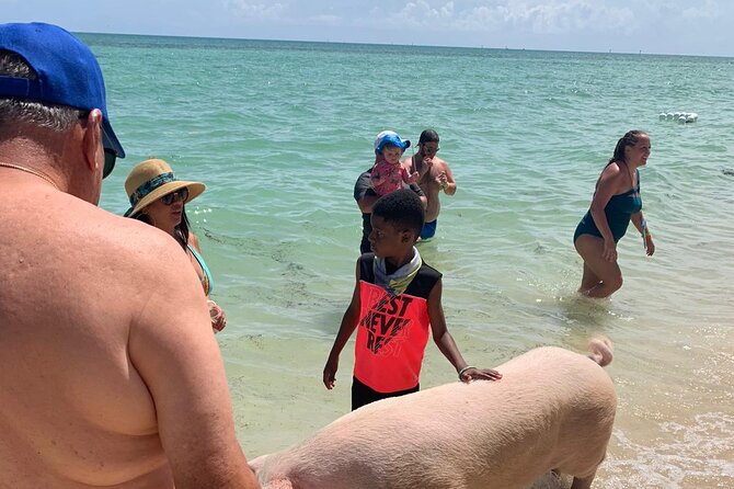 Ultimate SeaXscape Pigs/Turtles/Snorkel/Lunch/Drinks/PU/DO - Sea turtles in the water: what you can expect and what you should not assume