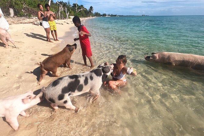 Ultimate SeaXscape Pigs/Turtles/Snorkel/Lunch/Drinks/PU/DO - Lunch, drinks, and snacks: how the all-in-one setup boosts value