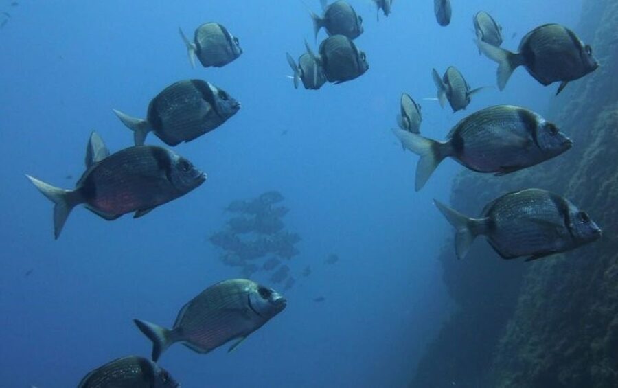 Villasimius: Capo Carbonara Boat and Snorkeling Tour - The Marine Protected Area Break: Learning SCIs Without Lecturing