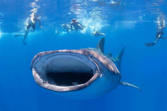 VIP Aloha Nui Snorkel Adventure w/ optional SCUBA from Lahaina - VIP Aloha Nui Snorkel Adventure at a Glance
