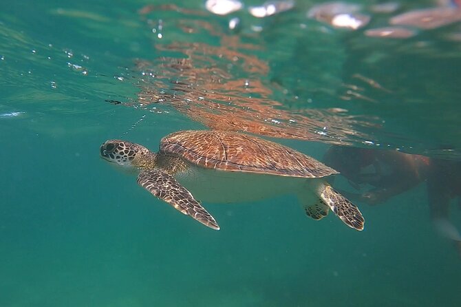 VIP San Juan: Snorkeling Tour with Turtles with Free Videos - A Shore Snorkel in San Juan Built for First-Timers