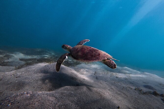 VIP San Juan: Snorkeling Tour with Turtles with Free Videos - What’s Included (And What You’ll Need to Bring)