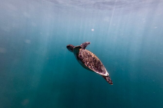 VIP San Juan: Snorkeling Tour with Turtles with Free Videos - Video Souvenirs: The Best Way to Remember What Happened