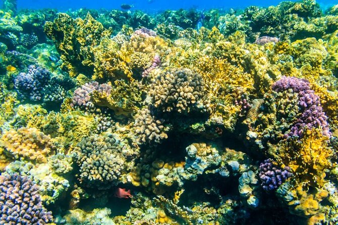 VIP -White Island & Ras Mohamed Snorkel Excursion - Sting Ray Station Stop: A Unique Add-On You’ll Remember