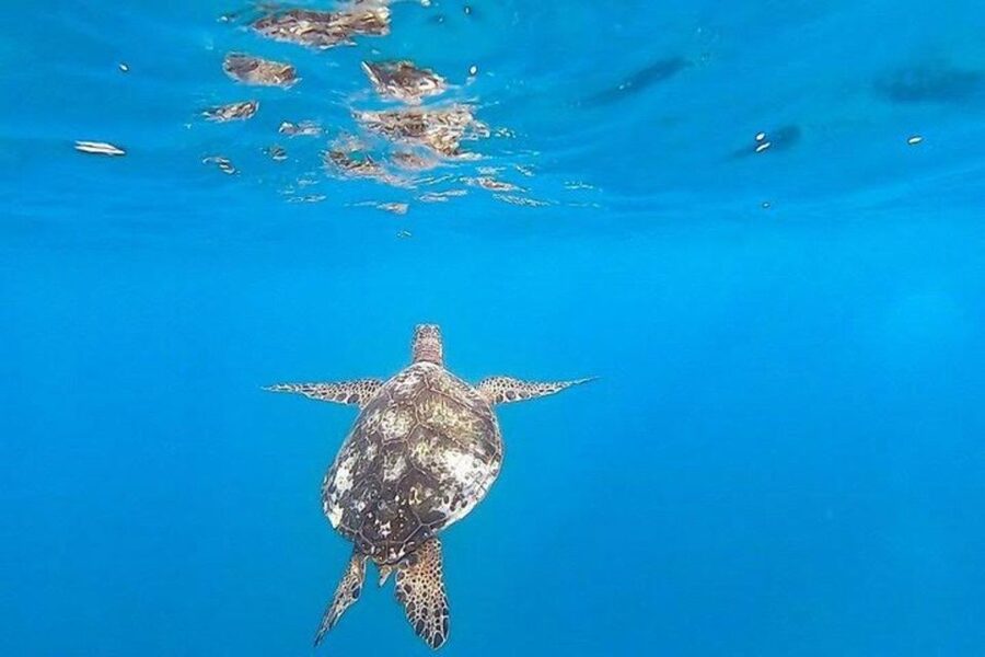 Waikiki Beach: Turtle Snorkeling and Sailing on Hāwea - Snorkeling Turtle Canyon: seeing turtles like you mean it