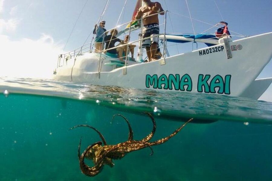Waikiki Beach: Turtle Snorkeling and Sailing on Hāwea - Who this tour fits best (and who should skip it)