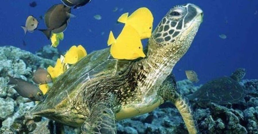 Waikiki Beach: Turtle Snorkeling and Sailing on Hāwea - The real value of the $85 price: a 2.5-hour reef day with real safety support