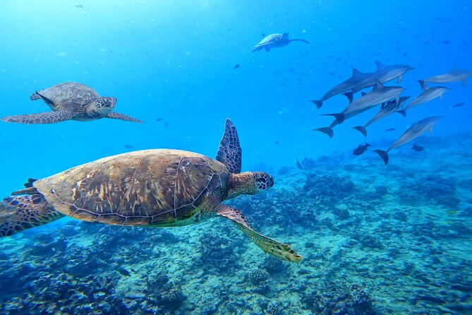 Waikiki Catamaran Escape: Snorkel with Turtles & Water Sports Fun - The 6-in-1 Deluxe Turtle Snorkel: What You Actually Get to Do