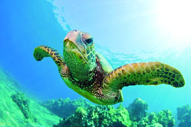Waikiki Catamaran Snorkel Sail with Lunch: Turtles Guaranteed - Getting on board at Kewalo Basin and what the cruise feels like