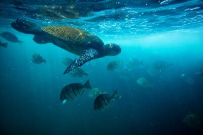 Waikiki Catamaran Snorkel Sail with Lunch: Turtles Guaranteed - Turtle Canyon snorkeling: how the guides set you up for success