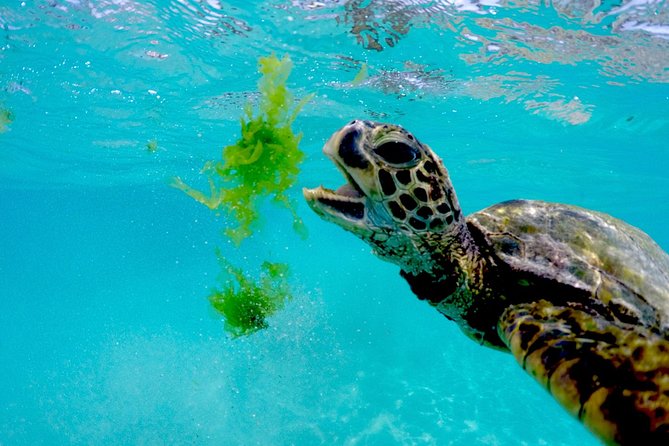 Waikiki Catamaran Snorkel Sail with Lunch: Turtles Guaranteed - Price and value: is $134.95 a good deal?
